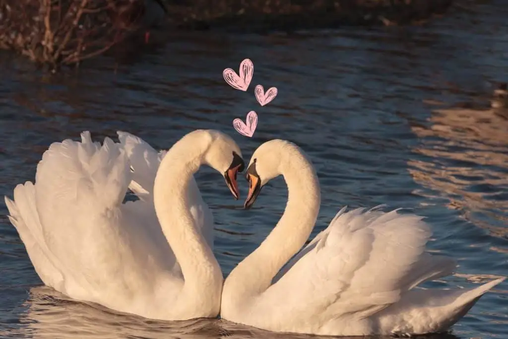 Schwanenfeder Ritual für Liebe: Ein kraftvolles und nachhaltiges Liebesritual